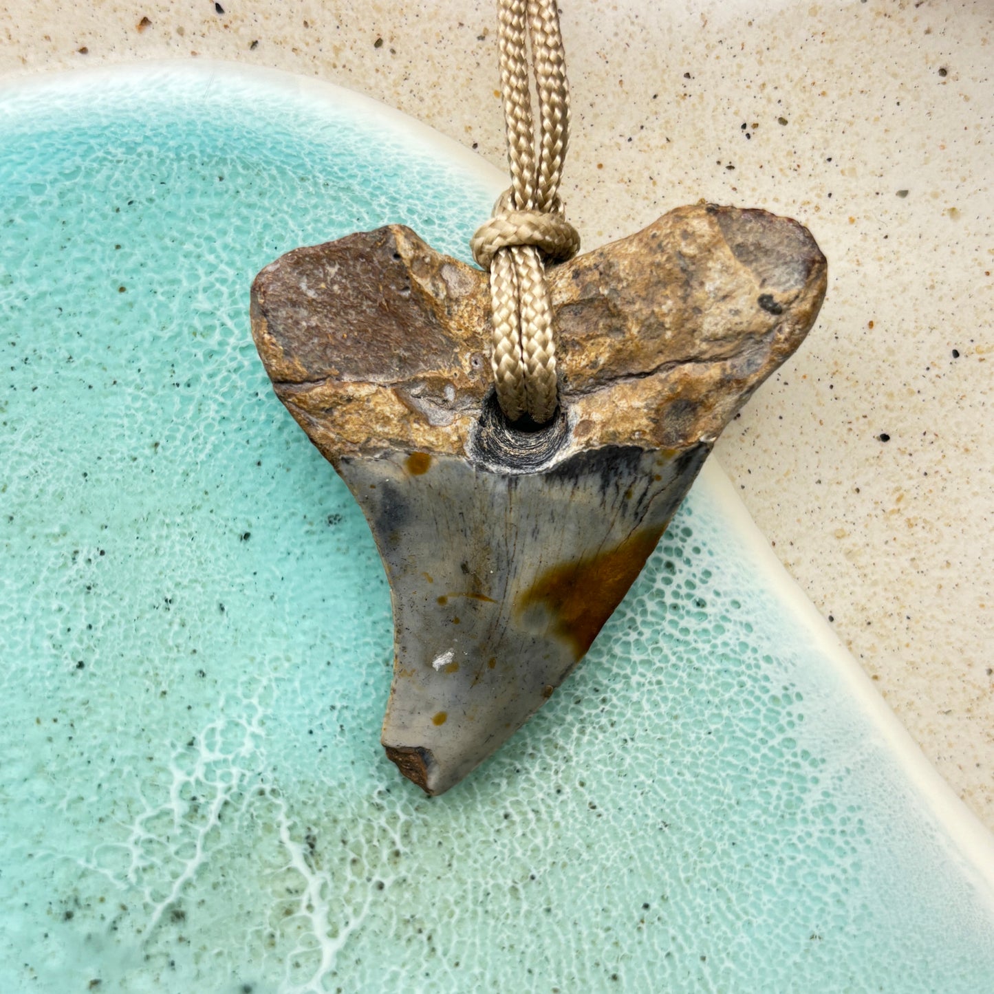 Benedini Fossil Shark Tooth Pendant Aprox 2.50 Inches
