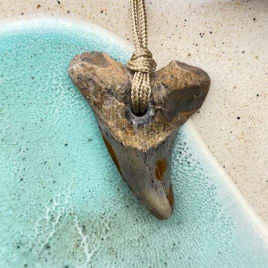Benedini Fossil Shark Tooth Pendant Aprox 2.50 Inches