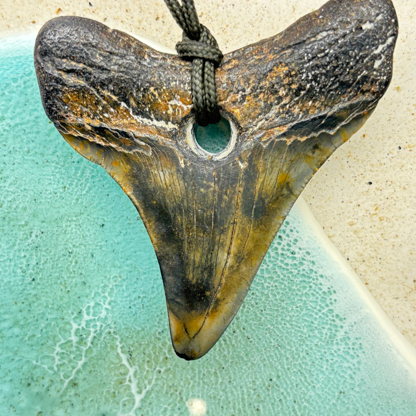 Megalodon Fossil Tooth Pendant Aprox 2.75 Inches
