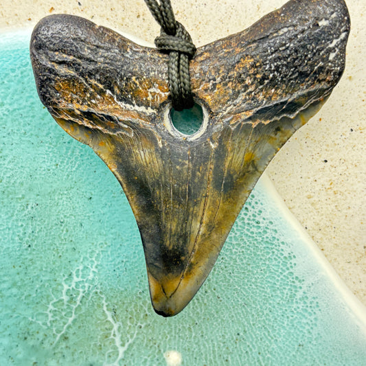 Megalodon Fossil Tooth Pendant Aprox 2.75 Inches