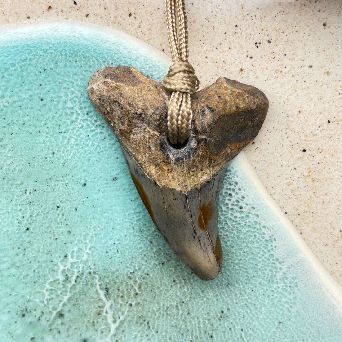 Benedini Fossil Shark Tooth Pendant Aprox 2.50 Inches