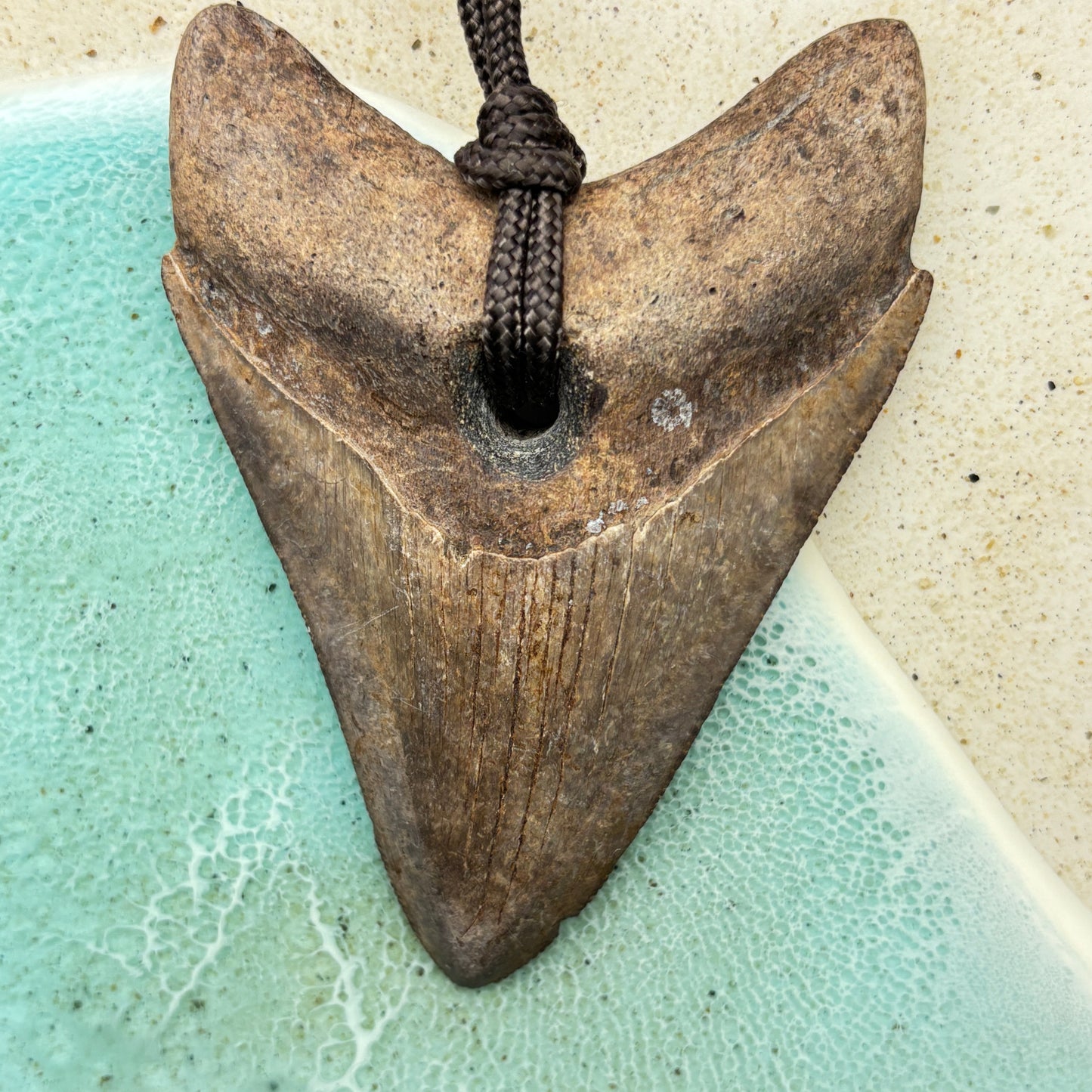 Megalodon Fossil Tooth Pendant Aprox 3 Inches