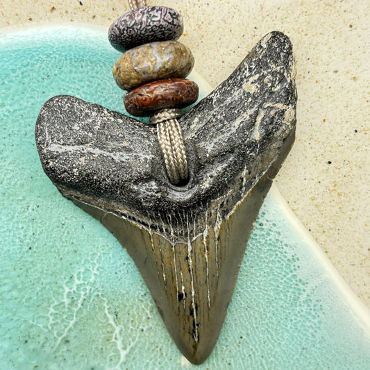 Megalodon Fossil Tooth Pendant Aprox 3 Inches and Hand Carved Dinosaur Bone Crown Bead(s)